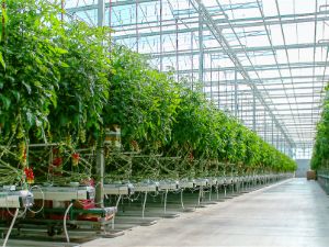 This image for Image Layouts addon