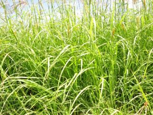 This image for Image Layouts addon