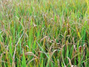 This image for Image Layouts addon