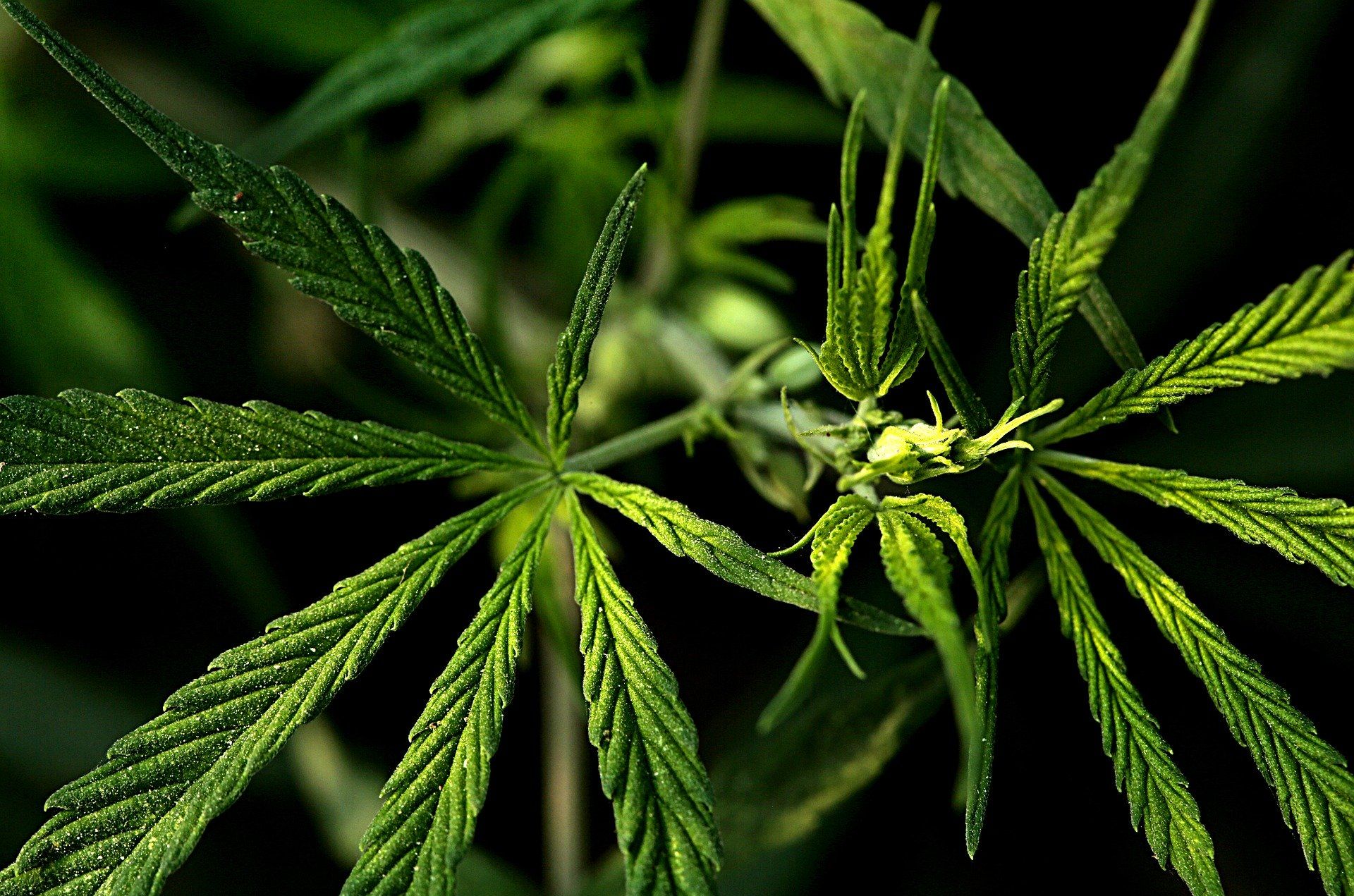 Applied Agricultural Science